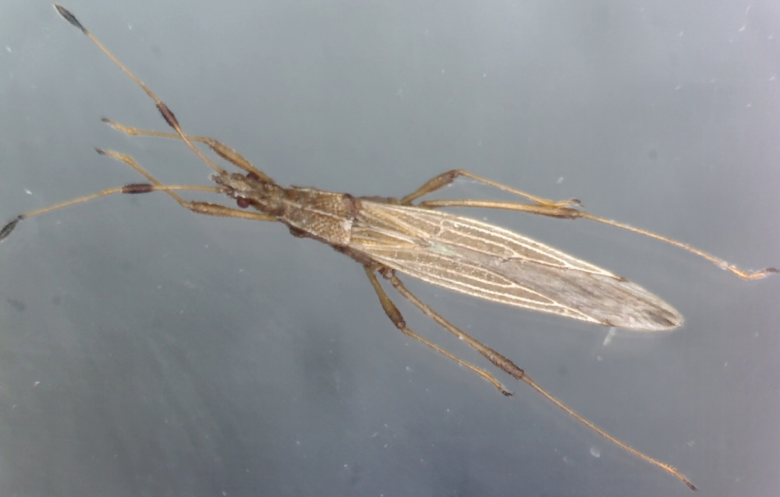 Berytinus signoreti